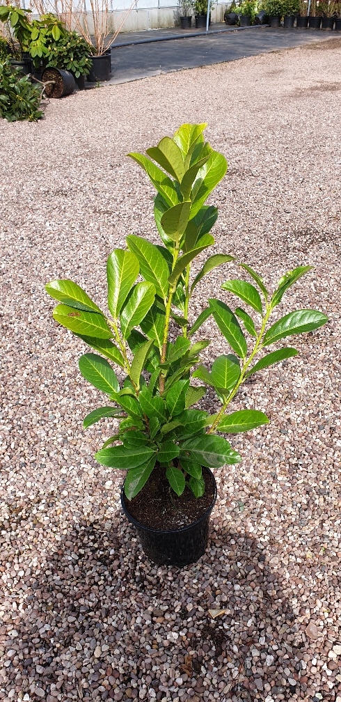 Prunus laurocerasus Rotundifolia (Cherry laurel ...