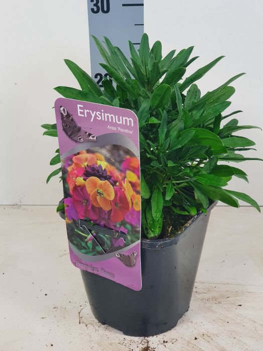 Erysimum Artist 'Paintbox' (Wallflower) - Draycott Nurseries